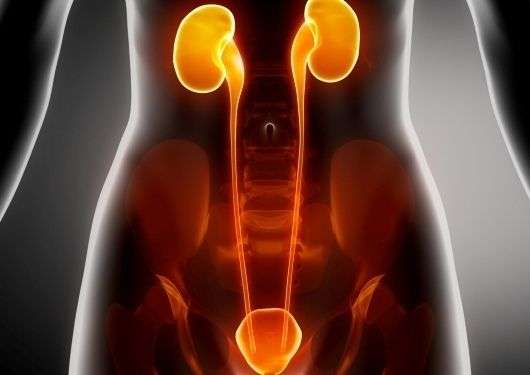 corsi ecm per fisioterapisti la riabilitazione del pavimento pelvico nell'incontinenza urinaria femminile e maschile