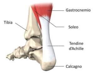 il tendine d'achille