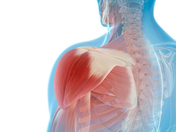 La spalla: valutazione clinica e trattamento riabilitativo